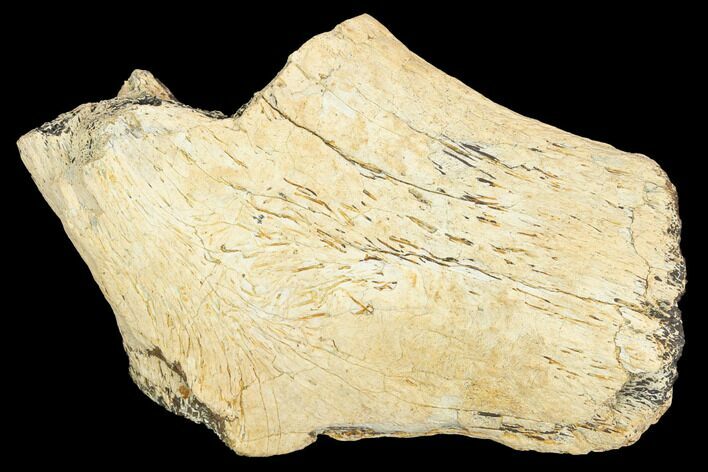 Fossil Triceratops Rib Section - North Dakota #120511